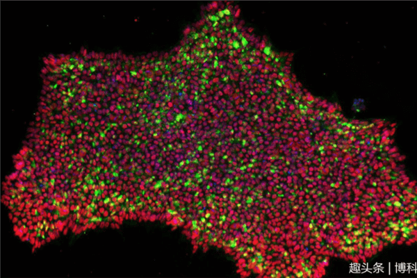 干細(xì)胞最新消息