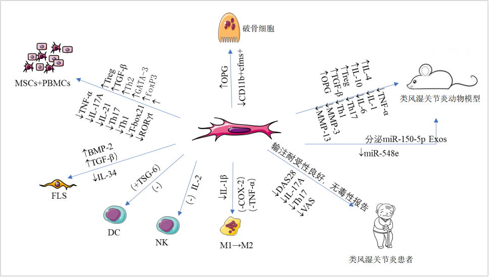 干細(xì)胞移植