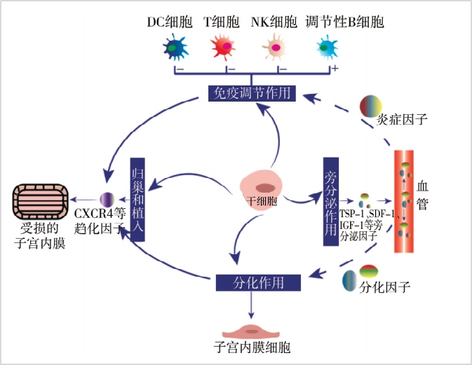 干細(xì)胞療法